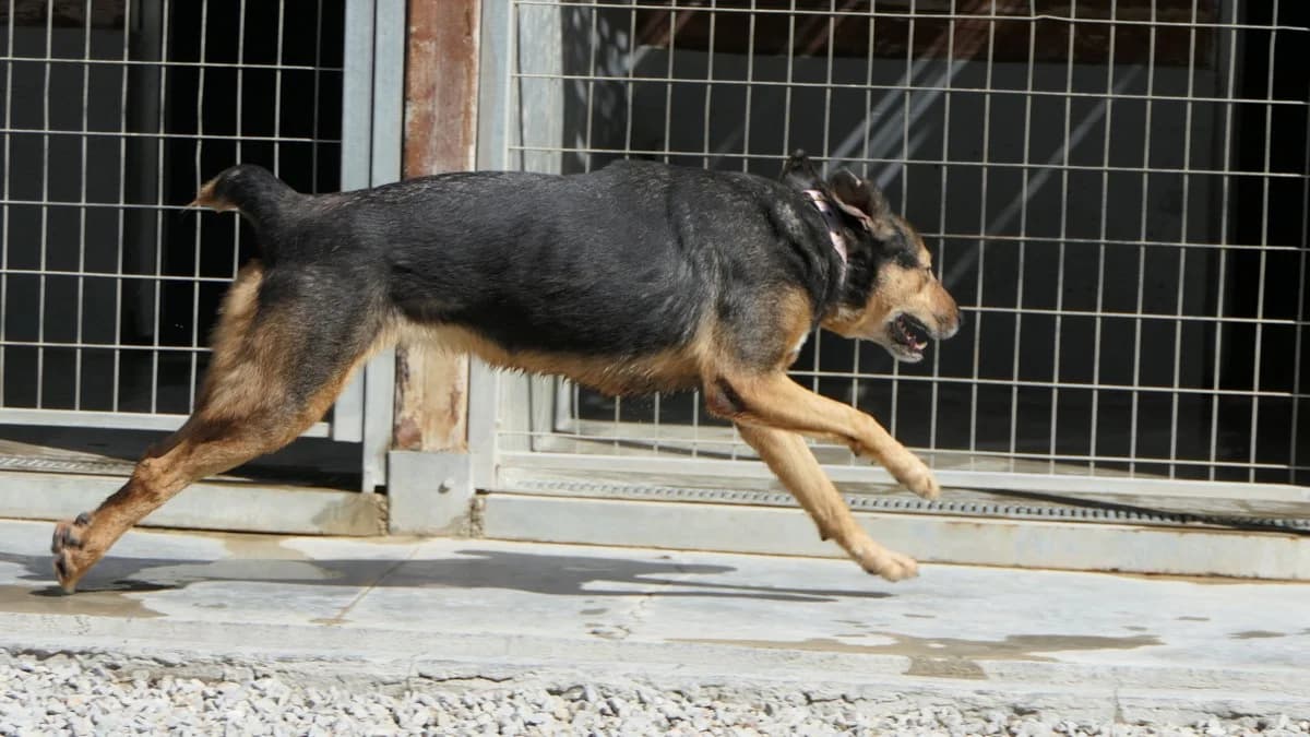 Krista, female Mixed Breed for adoption at Save a Greek Stray, Metsovo — photo 6 of 13