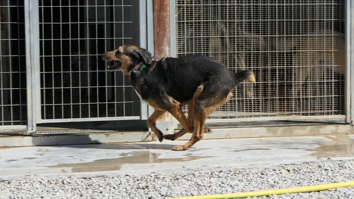 Krista, female Mixed Breed for adoption at Save a Greek Stray, Metsovo — photo 7 of 13