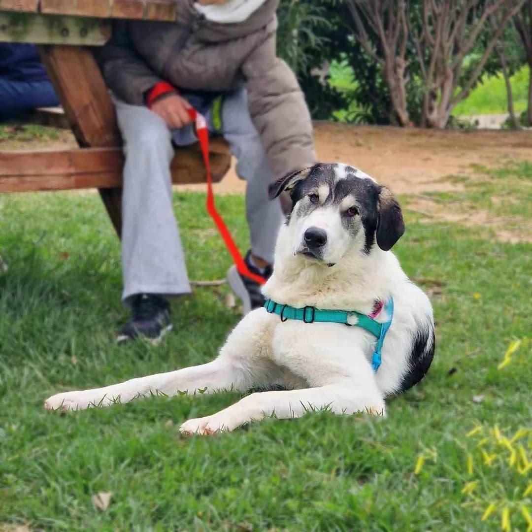 Maeve, Mixed Breed (Save a Greek Stray)