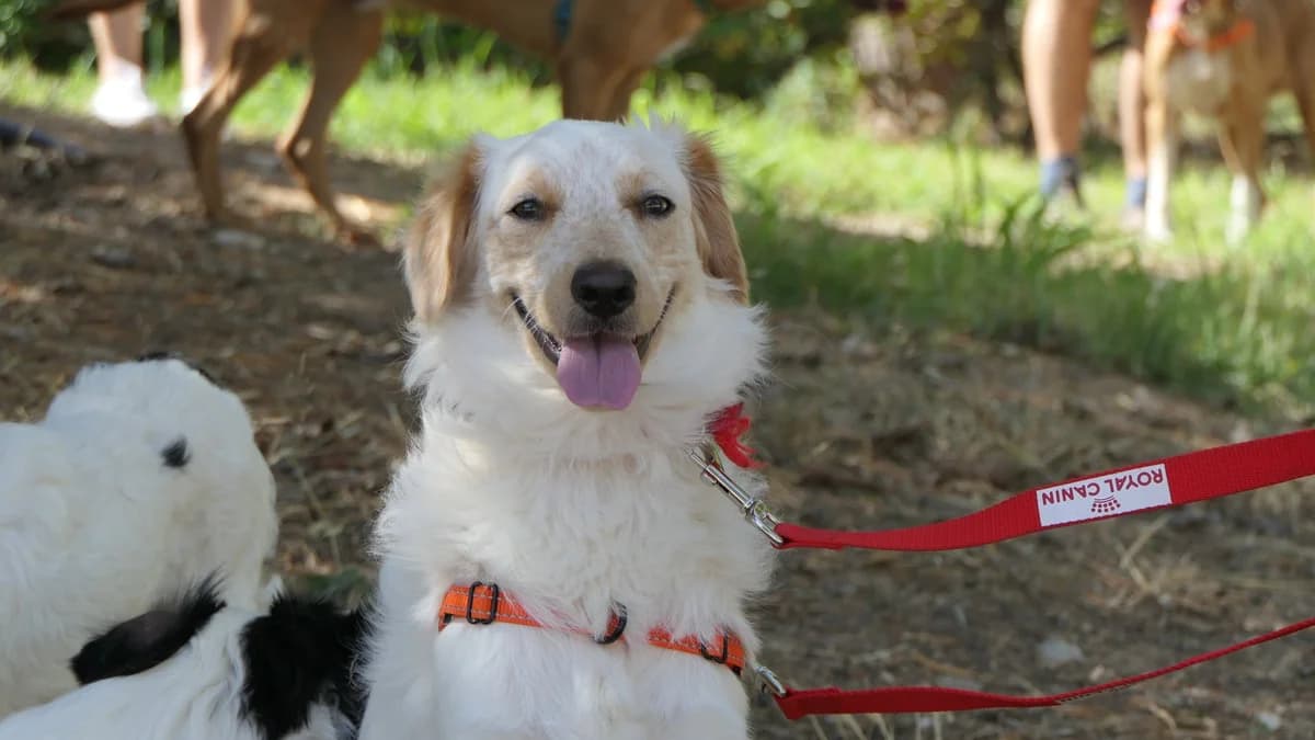 Fanta, female Mixed Breed for adoption at Save a Greek Stray, Metsovo