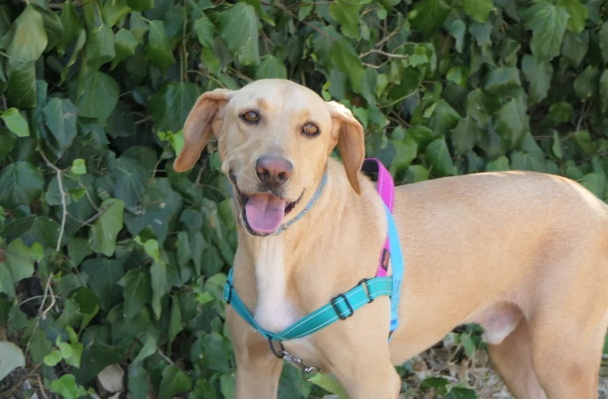Cooper, Mixed Breed (Save a Greek Stray)