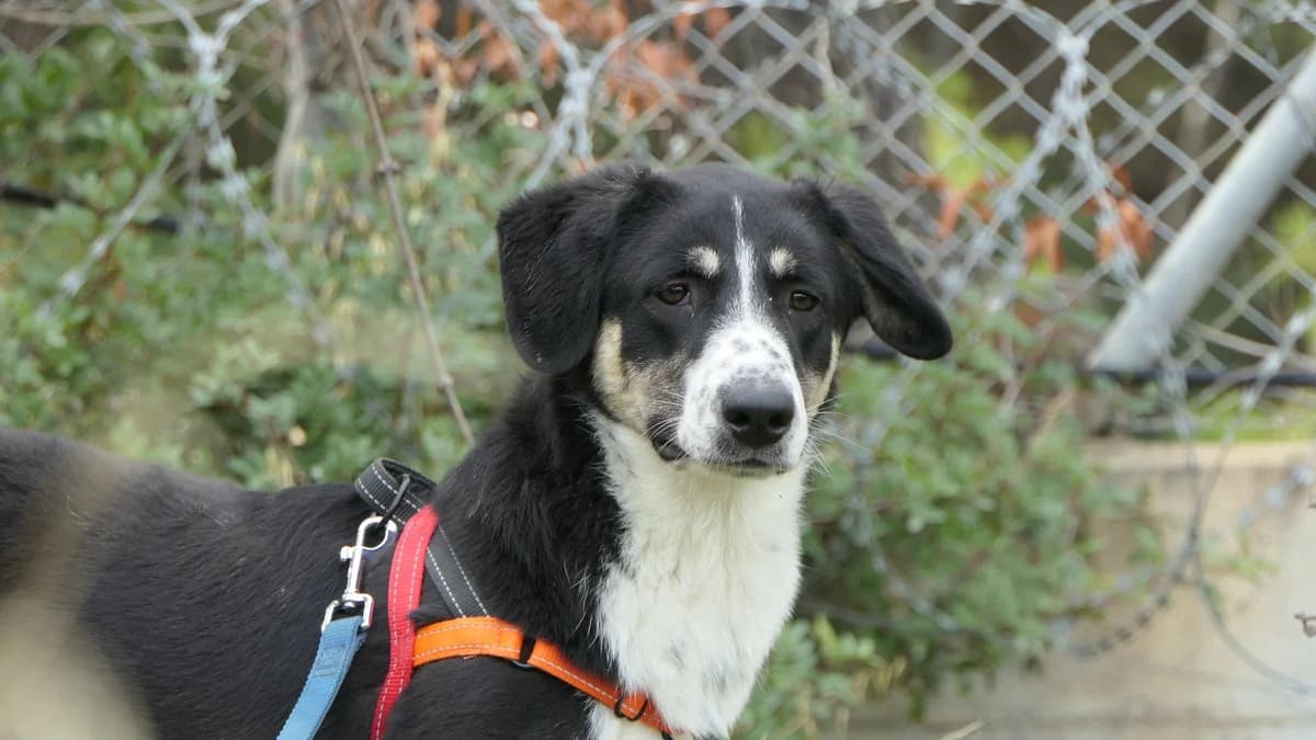 Michelle, female Mixed Breed for adoption at Save a Greek Stray, Metsovo — photo 2 of 32