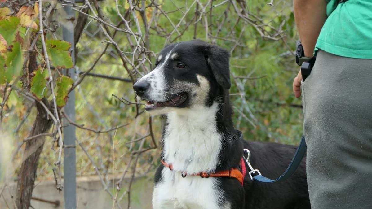 Michelle, female Mixed Breed for adoption at Save a Greek Stray, Metsovo — photo 3 of 32