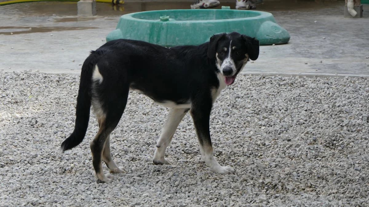 Michelle, female Mixed Breed for adoption at Save a Greek Stray, Metsovo — photo 5 of 32