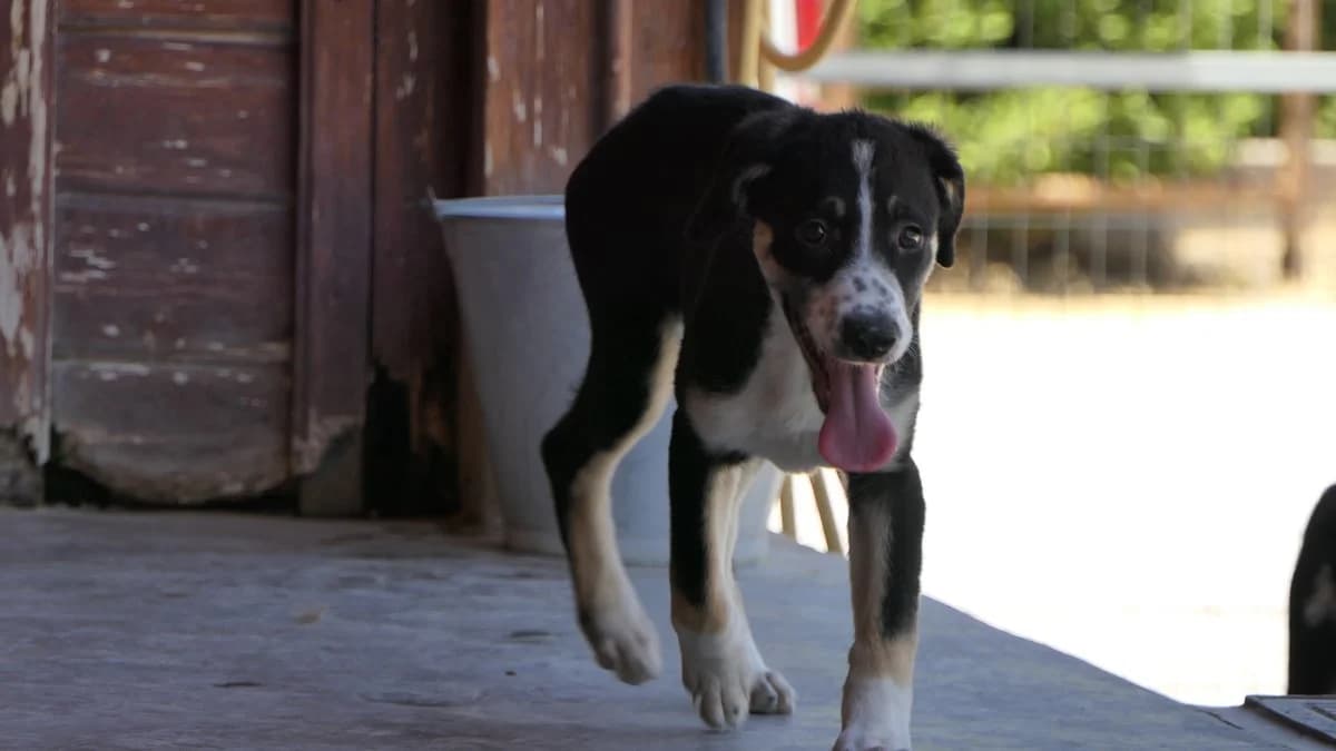 Michelle, female Mixed Breed for adoption at Save a Greek Stray, Metsovo — photo 6 of 32