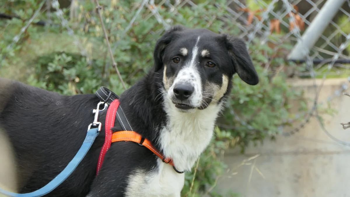 Michelle, female Mixed Breed for adoption at Save a Greek Stray, Metsovo — photo 7 of 32