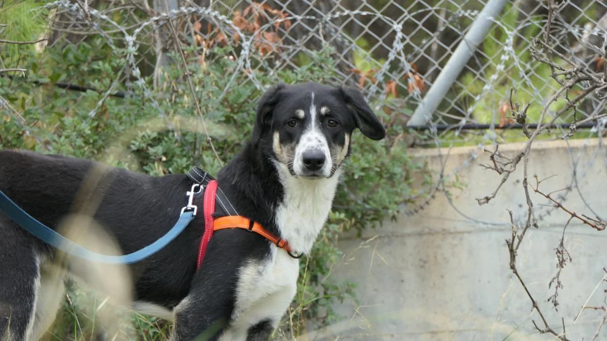 Michelle, female Mixed Breed for adoption at Save a Greek Stray, Metsovo — photo 8 of 32