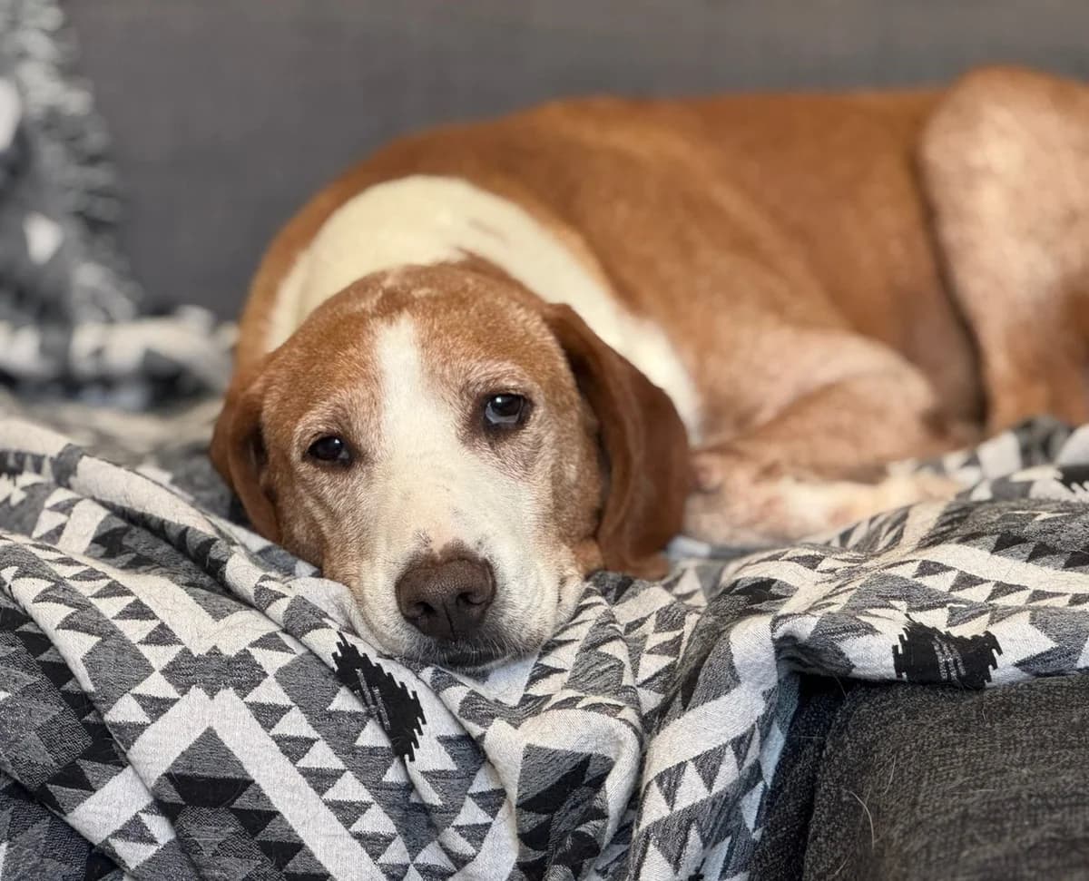 Bob, male Mixed Breed for adoption at Save a Greek Stray, Metsovo