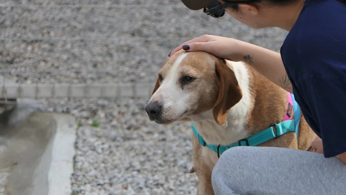 Bob, male Mixed Breed for adoption at Save a Greek Stray, Metsovo — photo 2 of 14