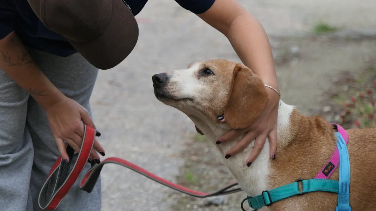 Bob, male Mixed Breed for adoption at Save a Greek Stray, Metsovo — photo 3 of 14