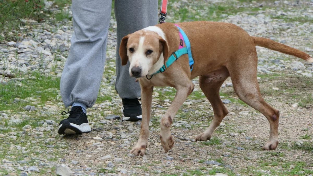 Bob, male Mixed Breed for adoption at Save a Greek Stray, Metsovo — photo 4 of 14