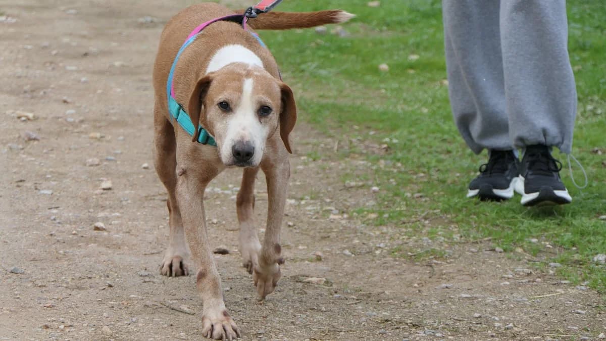 Bob, male Mixed Breed for adoption at Save a Greek Stray, Metsovo — photo 5 of 14