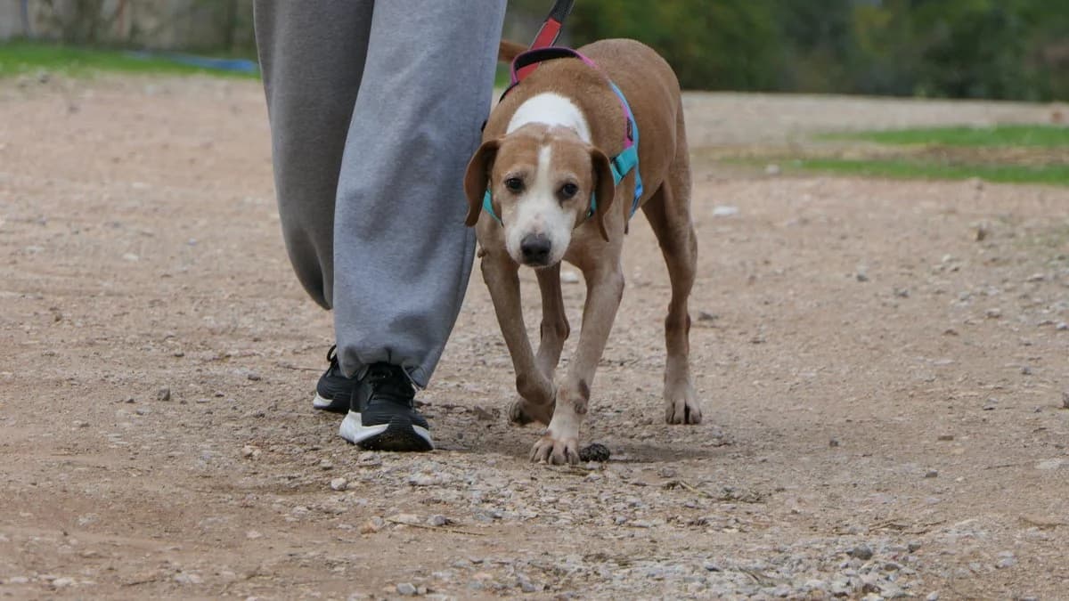 Bob, male Mixed Breed for adoption at Save a Greek Stray, Metsovo — photo 6 of 14