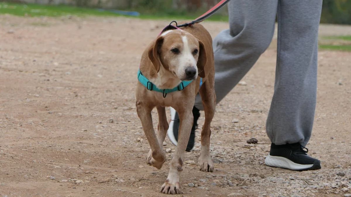 Bob, male Mixed Breed for adoption at Save a Greek Stray, Metsovo — photo 7 of 14