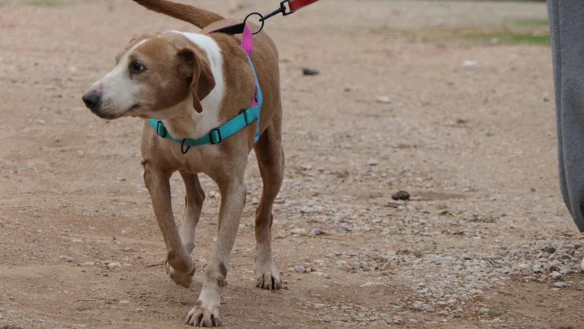 Bob, male Mixed Breed for adoption at Save a Greek Stray, Metsovo — photo 8 of 14