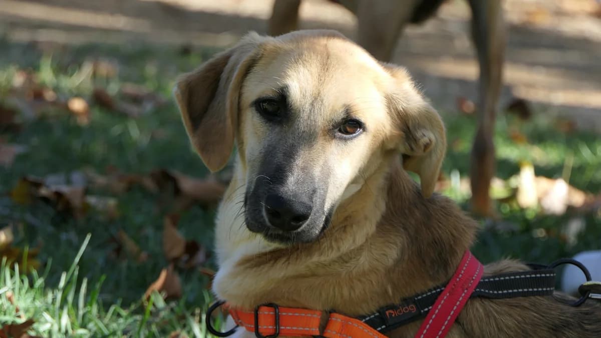 Brandy, Mixed Breed (Save a Greek Stray)