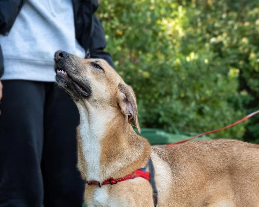 Malibu, male Mixed Breed for adoption at Save a Greek Stray, Metsovo