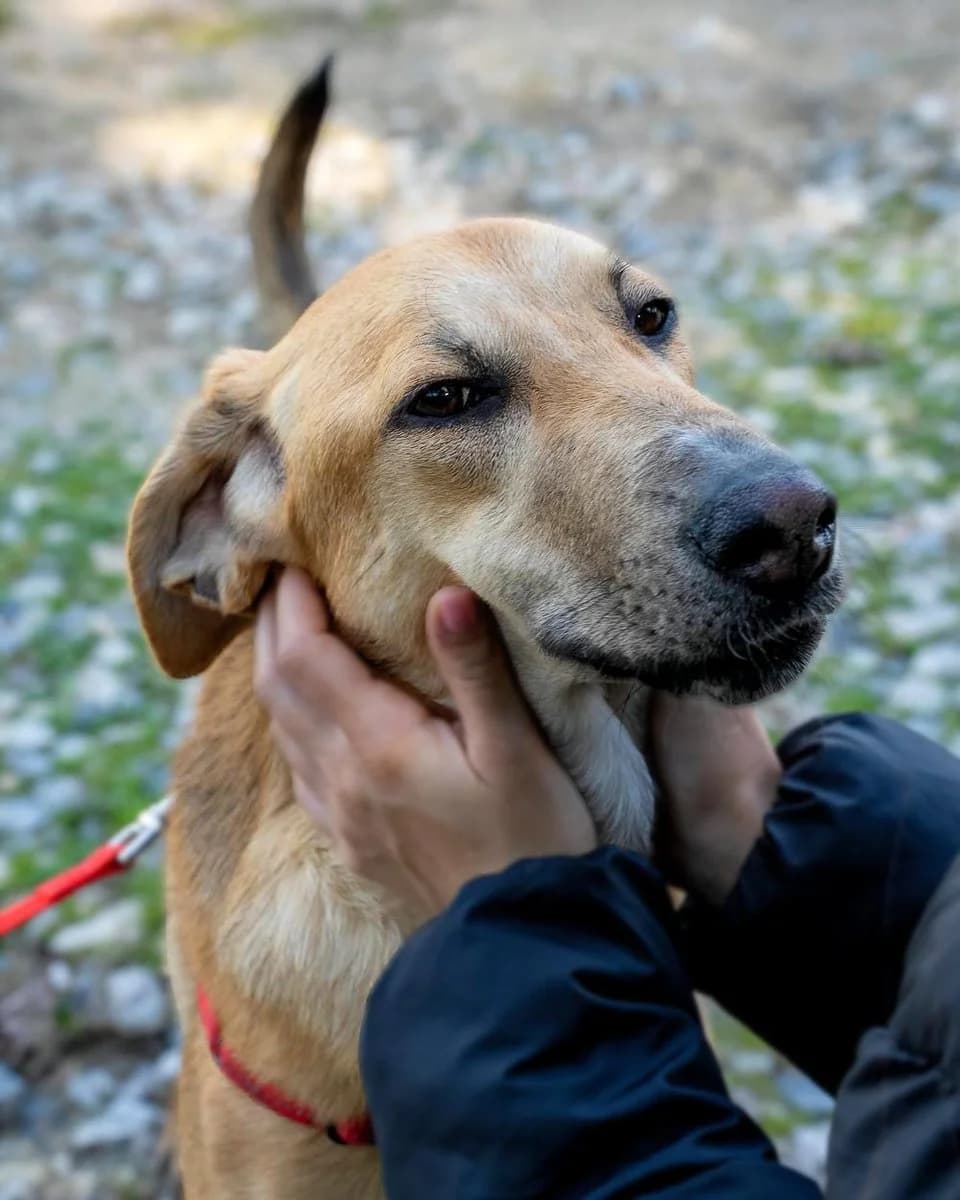 Malibu, male Mixed Breed for adoption at Save a Greek Stray, Metsovo — photo 2 of 26
