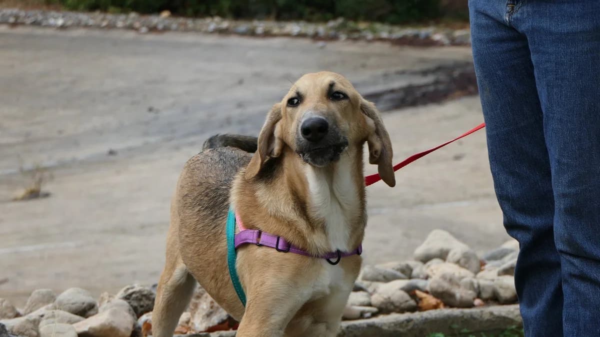 Malibu, male Mixed Breed for adoption at Save a Greek Stray, Metsovo — photo 3 of 26