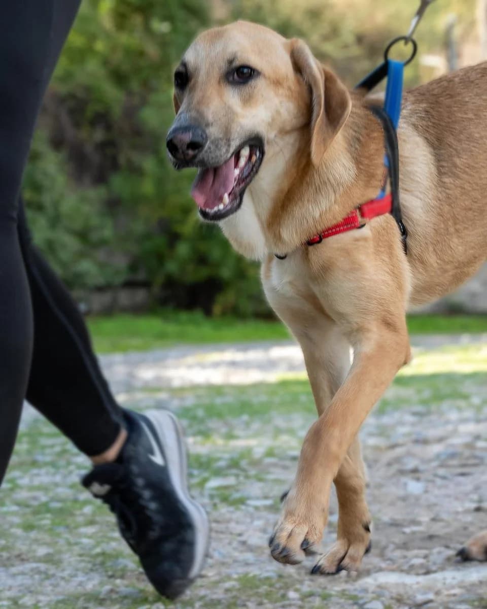 Malibu, male Mixed Breed for adoption at Save a Greek Stray, Metsovo — photo 4 of 26