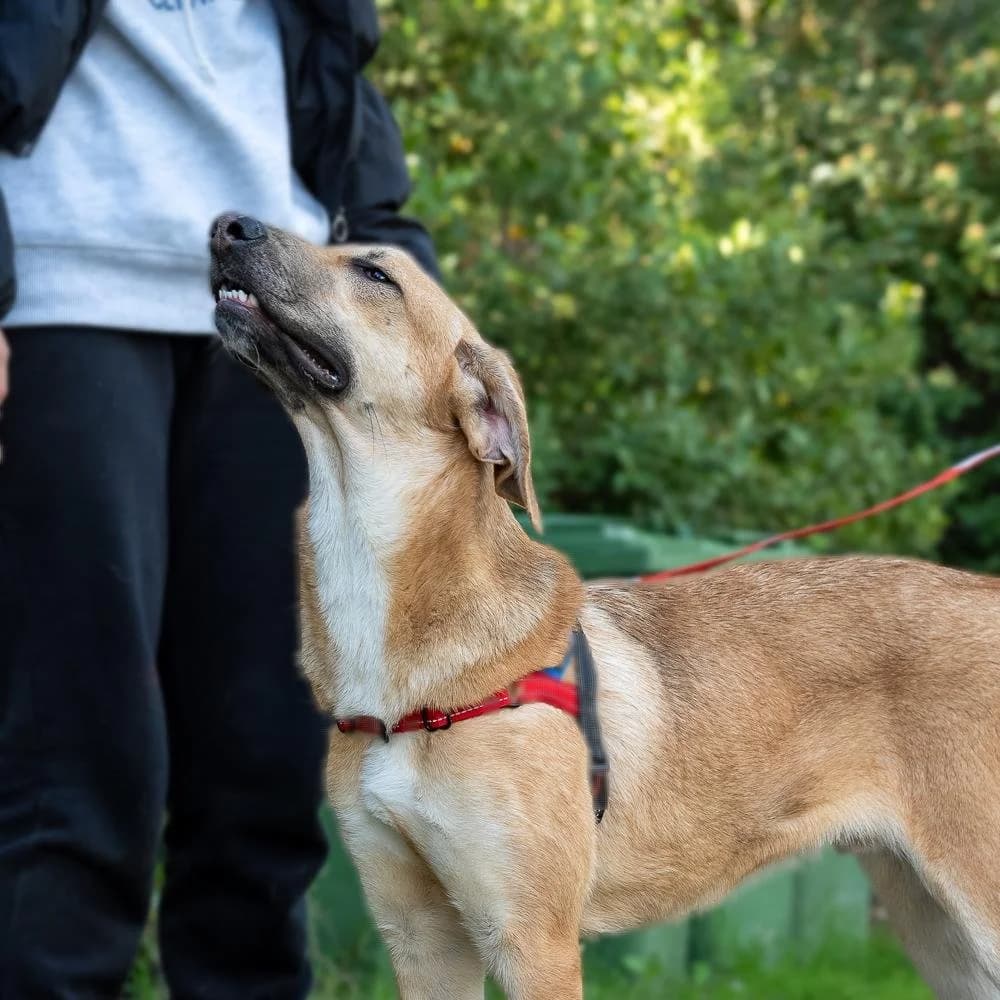 Malibu, male Mixed Breed for adoption at Save a Greek Stray, Metsovo — photo 5 of 26