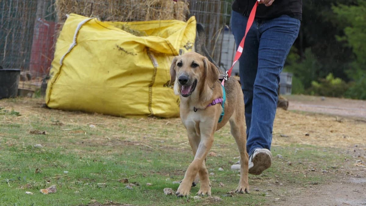 Malibu, male Mixed Breed for adoption at Save a Greek Stray, Metsovo — photo 6 of 26