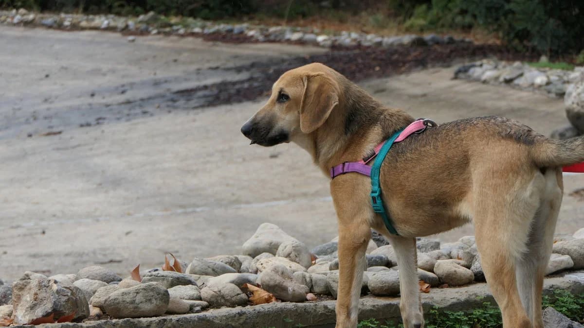 Malibu, male Mixed Breed for adoption at Save a Greek Stray, Metsovo — photo 7 of 26