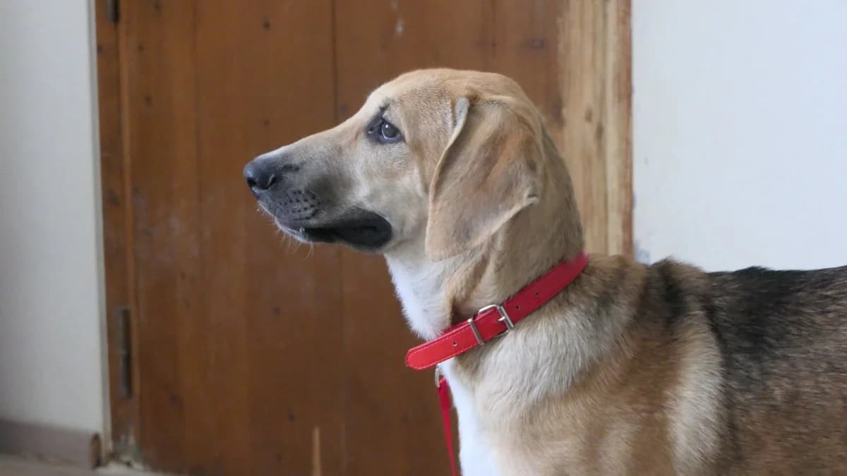 Malibu, male Mixed Breed for adoption at Save a Greek Stray, Metsovo — photo 8 of 26