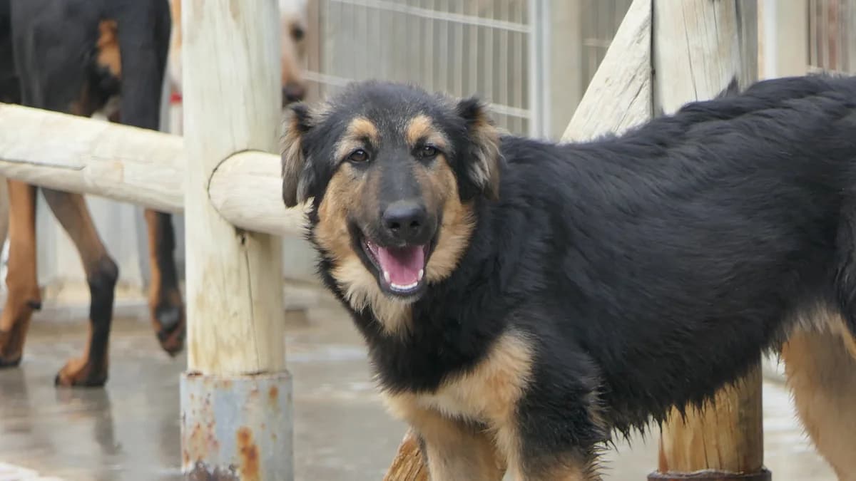 Merlot, Mixed Breed (Save a Greek Stray)