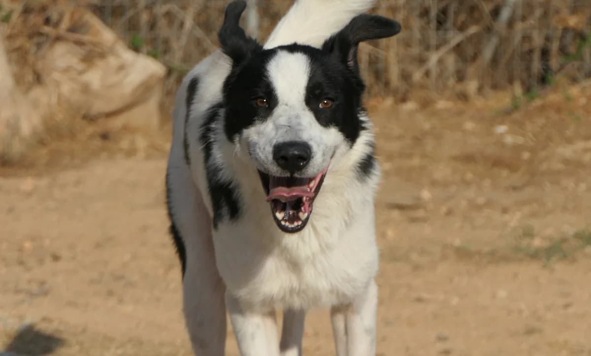 Prince, Mixed Breed (Save a Greek Stray)