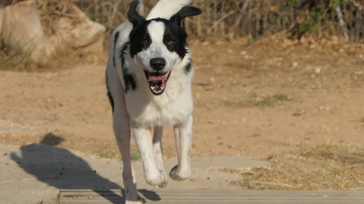 Prince, male Mixed Breed for adoption at Save a Greek Stray, Metsovo — photo 2 of 25