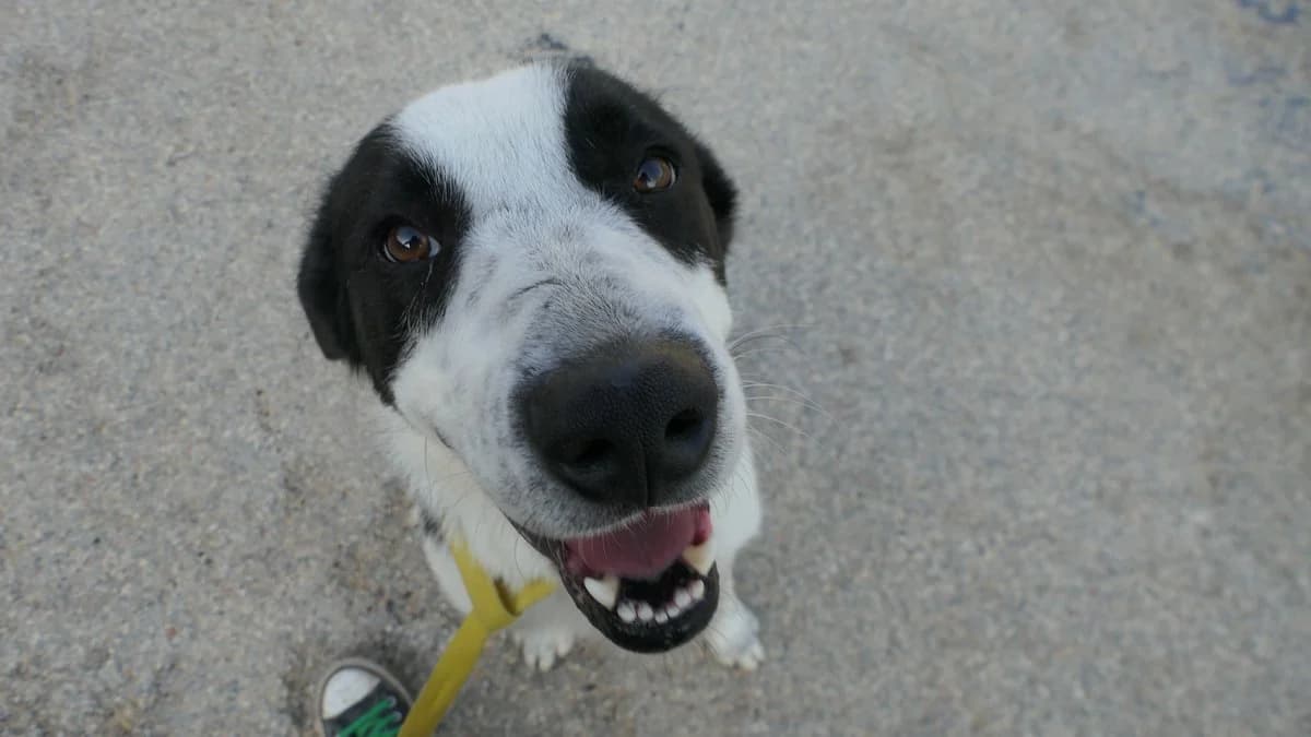 Prince, male Mixed Breed for adoption at Save a Greek Stray, Metsovo — photo 4 of 25