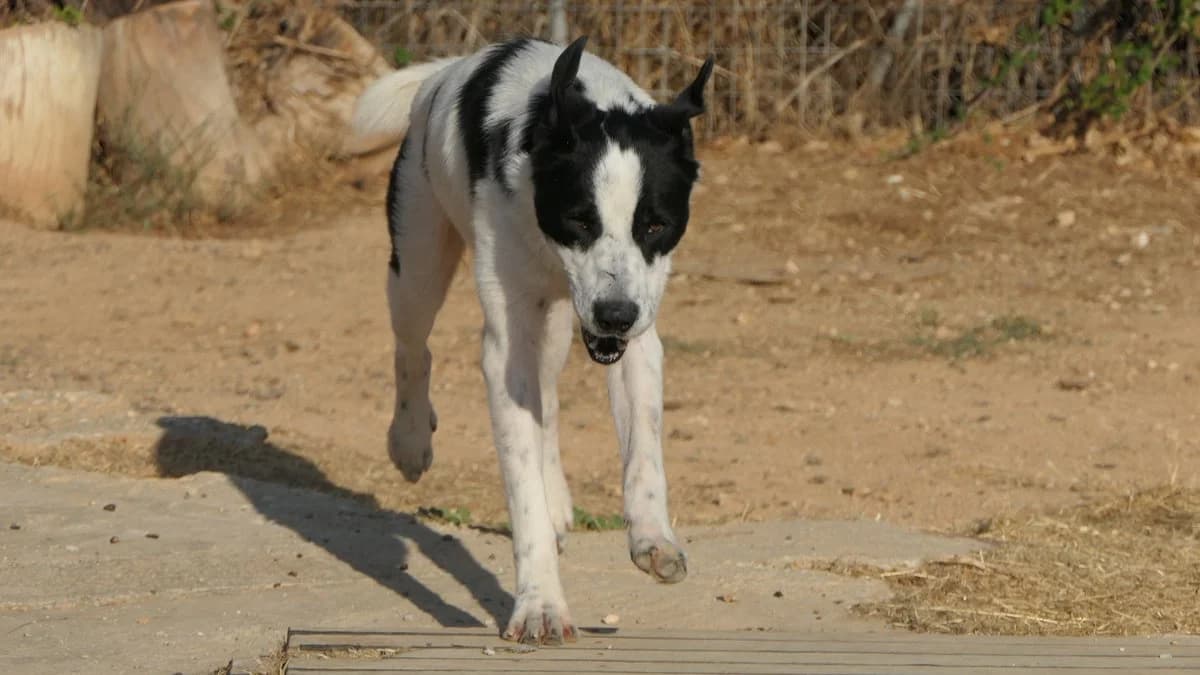 Prince, male Mixed Breed for adoption at Save a Greek Stray, Metsovo — photo 5 of 25