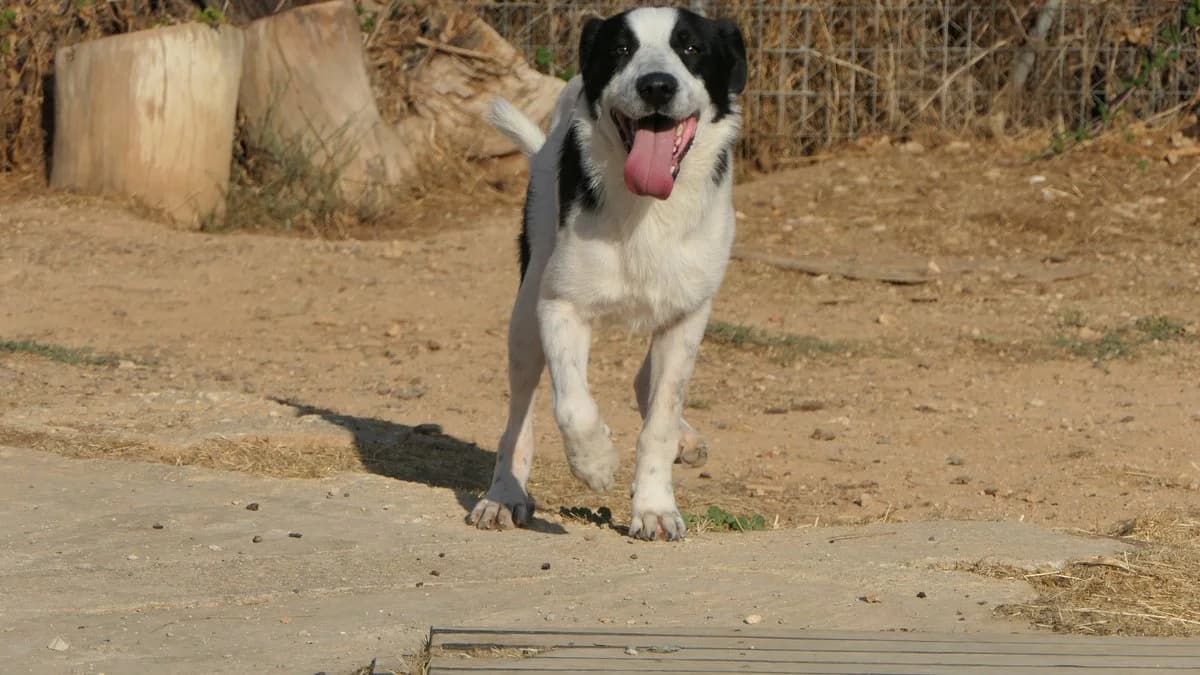 Prince, male Mixed Breed for adoption at Save a Greek Stray, Metsovo — photo 6 of 25