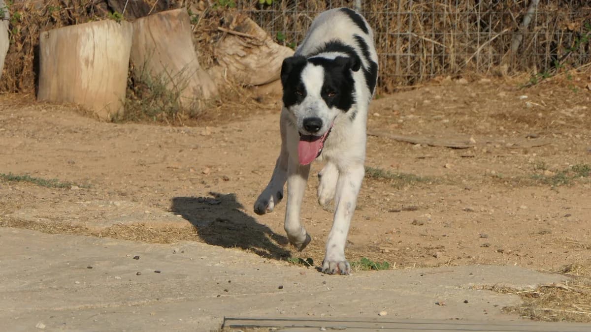 Prince, male Mixed Breed for adoption at Save a Greek Stray, Metsovo — photo 7 of 25