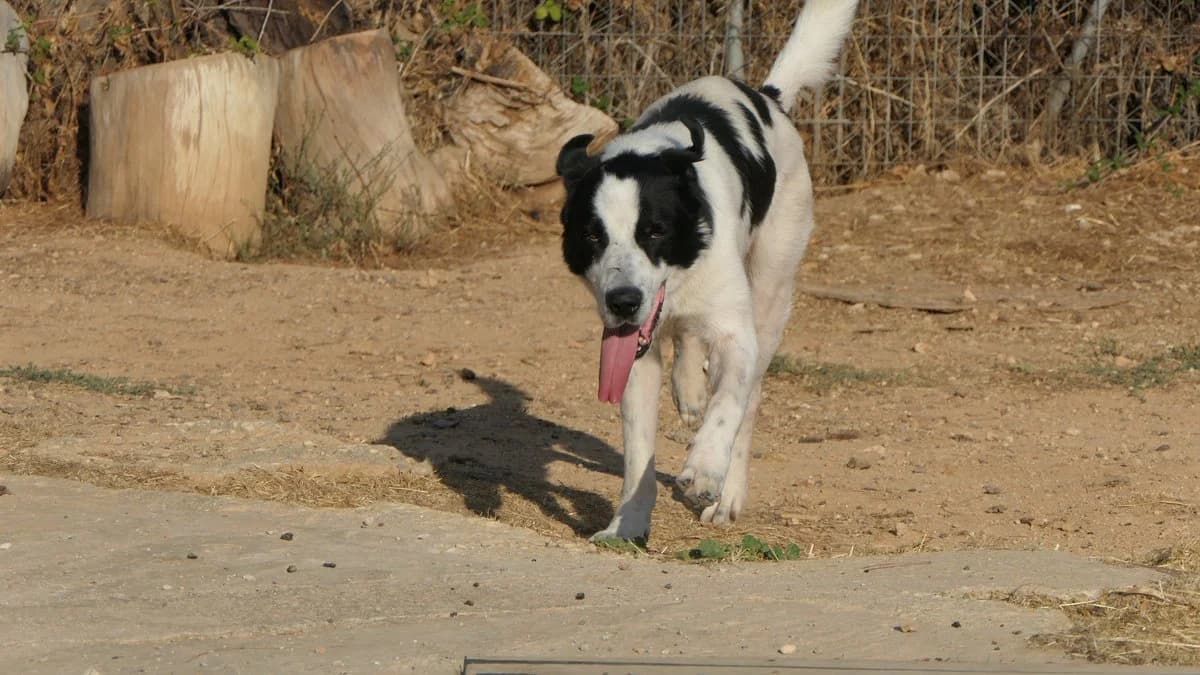 Prince, male Mixed Breed for adoption at Save a Greek Stray, Metsovo — photo 8 of 25