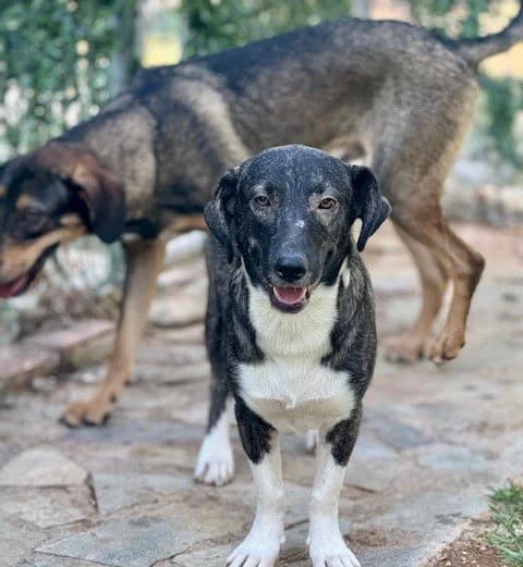 Mario, male young Mixed Breed for adoption at Save a Greek Stray, Metsovo