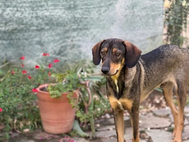 Luigi, male Mixed Breed for adoption at Save a Greek Stray, Metsovo — photo 2 of 9