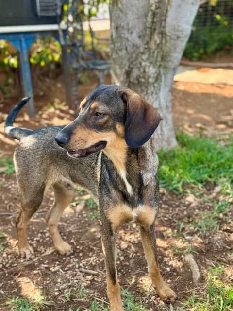 Luigi, male Mixed Breed for adoption at Save a Greek Stray, Metsovo — photo 3 of 9
