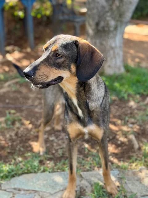 Luigi, male Mixed Breed for adoption at Save a Greek Stray, Metsovo — photo 4 of 9