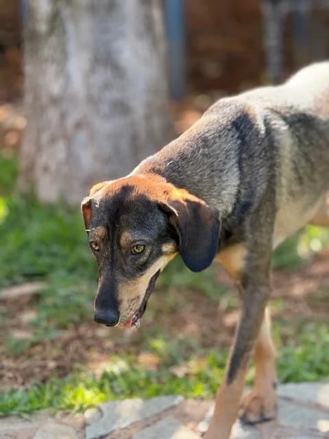 Luigi, male Mixed Breed for adoption at Save a Greek Stray, Metsovo — photo 5 of 9