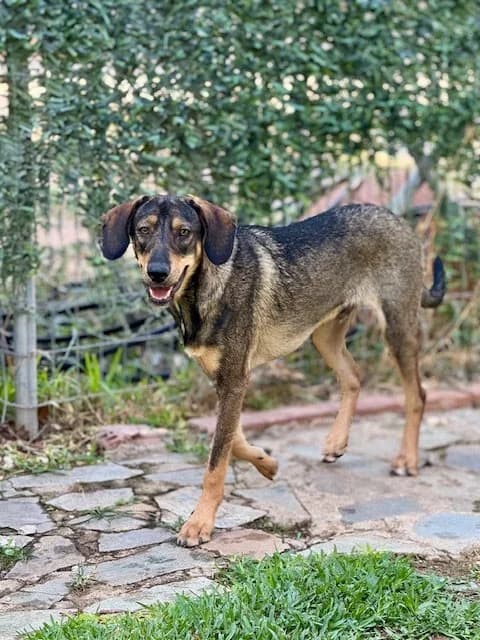 Luigi, male Mixed Breed for adoption at Save a Greek Stray, Metsovo — photo 6 of 9