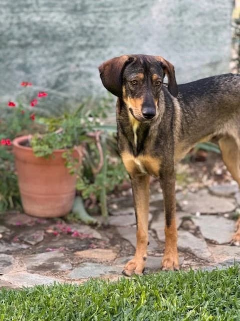 Luigi, male Mixed Breed for adoption at Save a Greek Stray, Metsovo — photo 7 of 9