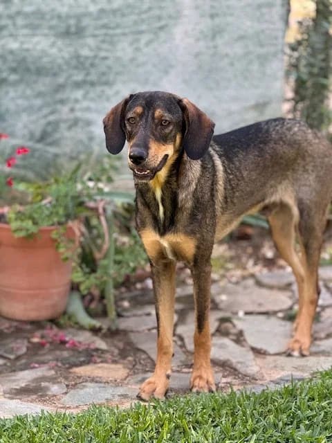 Luigi, male Mixed Breed for adoption at Save a Greek Stray, Metsovo — photo 8 of 9