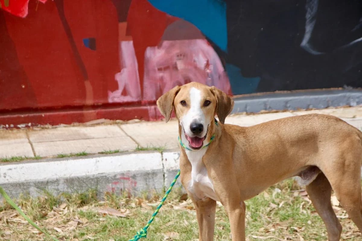 Casper, male young Mixed Breed for adoption at Save a Greek Stray, Metsovo