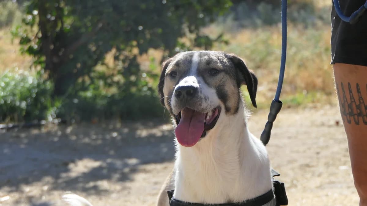 Gypsy, female 3yo Mixed Breed for adoption at Save a Greek Stray, Metsovo