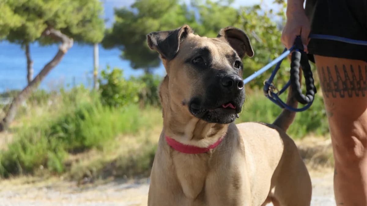 Scooby, male 4yo Mixed Breed for adoption at Save a Greek Stray, Metsovo