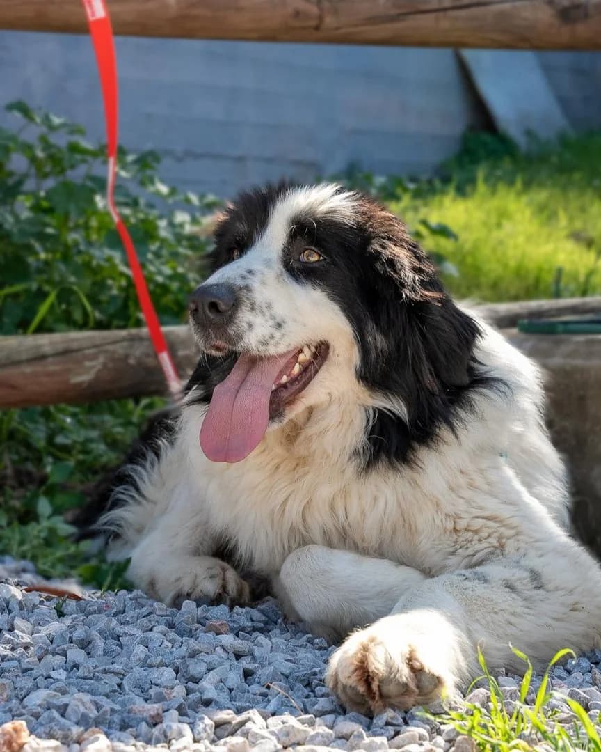 Radu, male young Mixed Breed for adoption at Save a Greek Stray, Metsovo