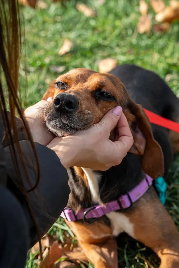 Koula (reserved), female mixed breed for adoption at Save a Greek Stray, Metsovo