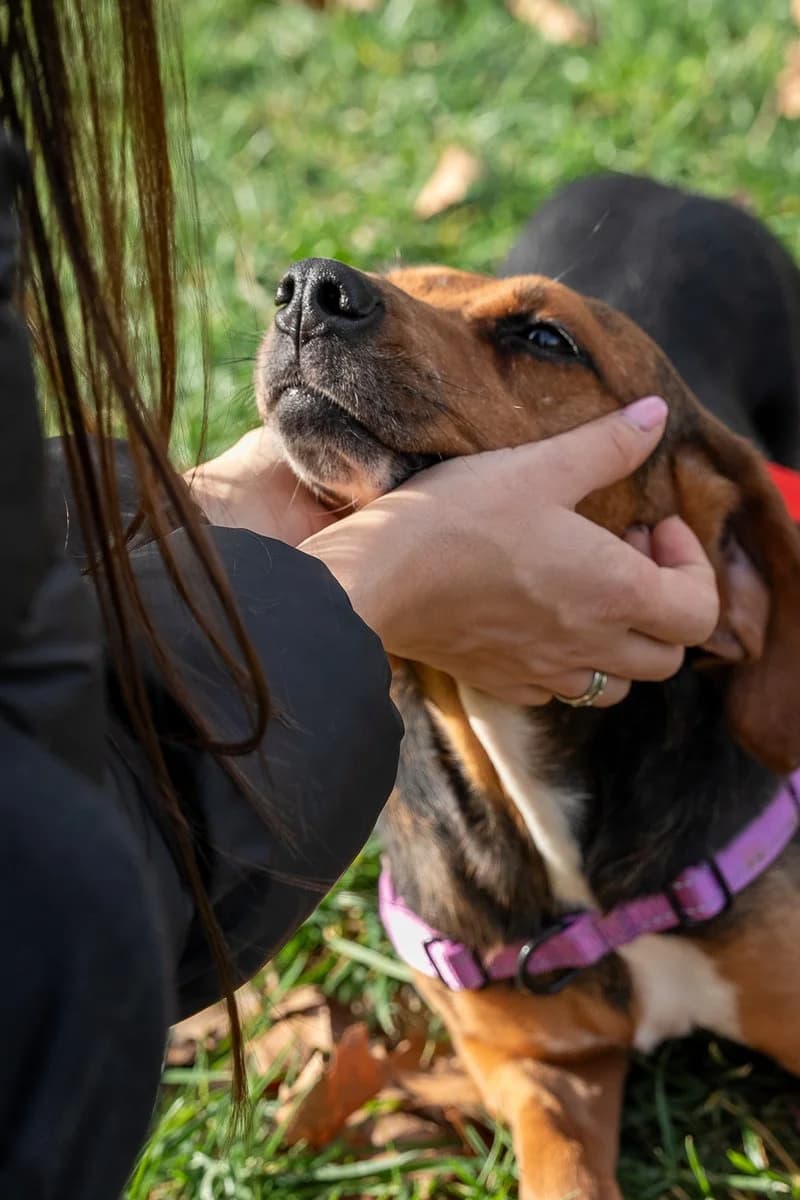Koula (reserved), female mixed breed for adoption at Save a Greek Stray, Metsovo — photo 2 of 9